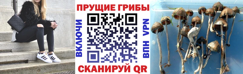 Галлюциногенные грибы Psilocybe  Купить  Черноголовка 